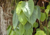 গাছ চিনুনঃ অশ্বত্থ