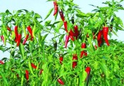গাছ চিনুনঃ মরিচ