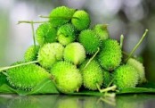 গাছ চিনুনঃ কাঁকরোল