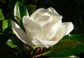 গাছ চিনুনঃ উদয়পদ্ম