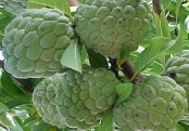 গাছ চিনুনঃ আতা