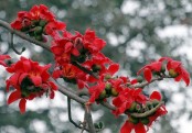 গাছ চিনুনঃ শিমুল
