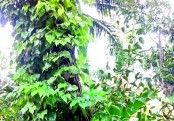 গাছ চিনুনঃ চুই ঝাল