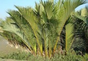 গাছ চিনুনঃ গোলপাতা গাছ