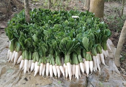 গাছ চিনুনঃ মূলা