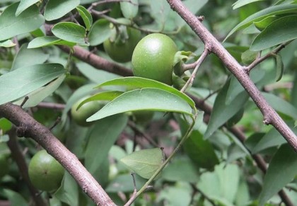 তমাল গাছ