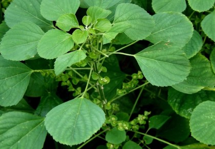 মুক্তোঝুরি