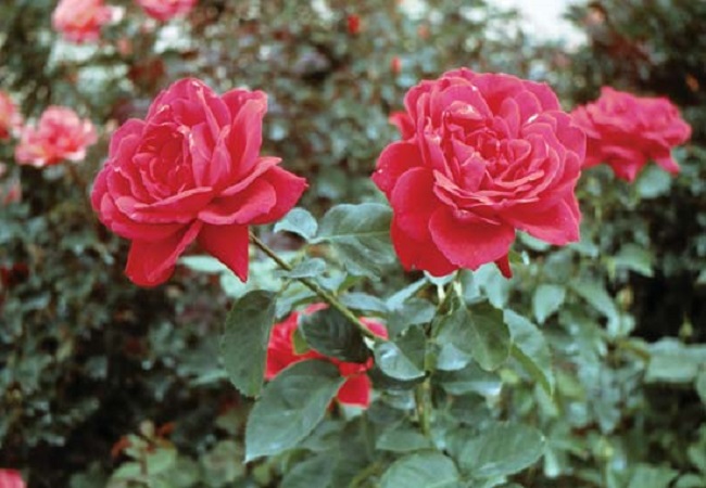 গাছ চিনুনঃ গোলাপ