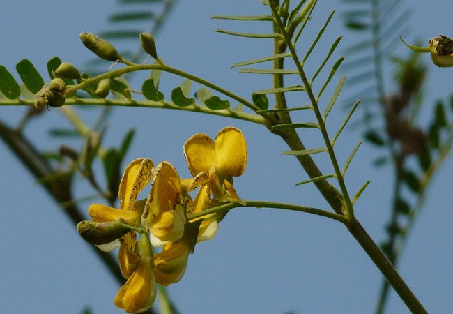 গাছ চিনুনঃ জয়ন্তী