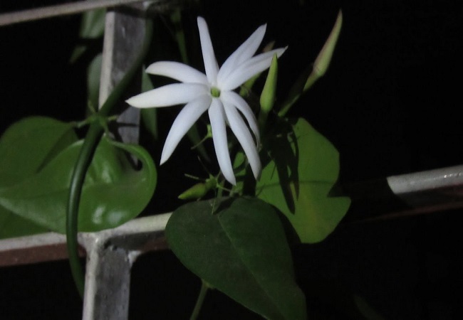গাছ চিনুনঃ জুঁই