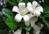 গাছ চিনুনঃ কামিনী