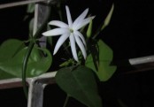 গাছ চিনুনঃ জুঁই