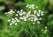 গাছ চিনুনঃ যোয়ান
