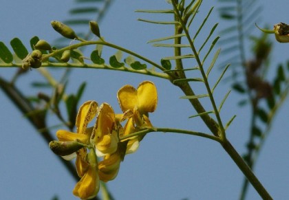 গাছ চিনুনঃ জয়ন্তী
