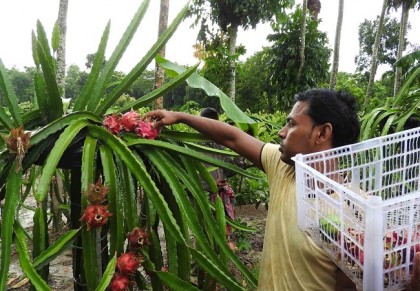 ড্রাগন ফল