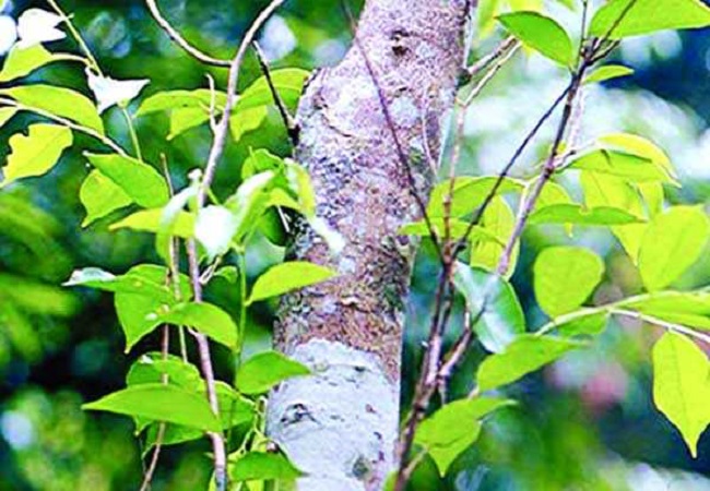 গাছ চিনুনঃ চন্দন