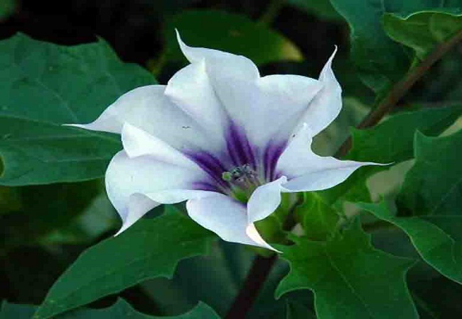 গাছ চিনুনঃ ধুতরা