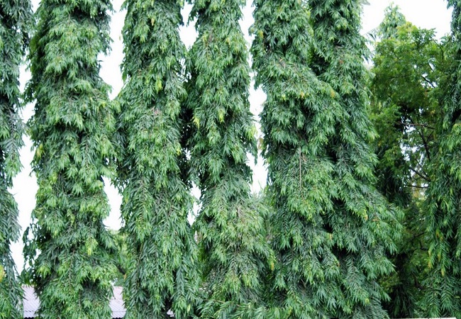 গাছ চিনুনঃ দেবদারু