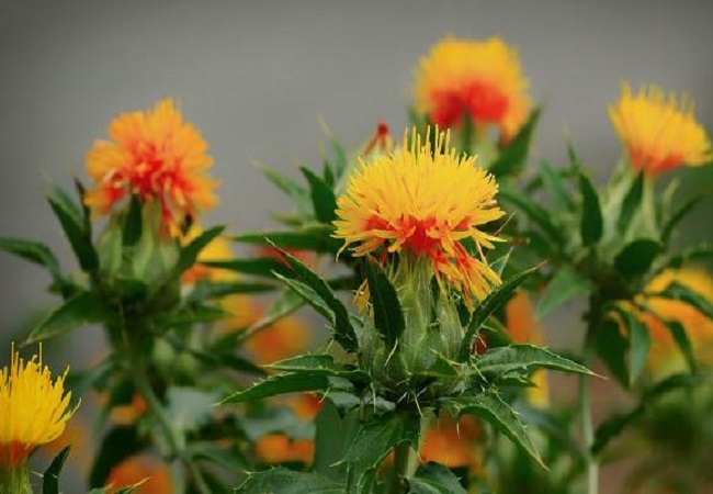 গাছ চিনুনঃ কুসুম 