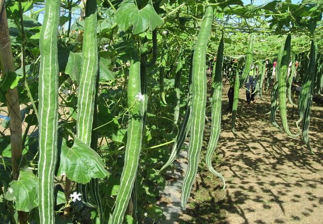 গাছ চিনুনঃ চিচিঙ্গা