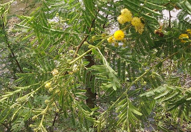 গাছ চিনুনঃ বাবলা