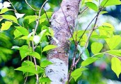 গাছ চিনুনঃ চন্দন