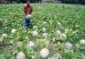 গাছ চিনুনঃ মিষ্টিকুমড়ো