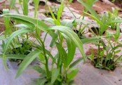 গাছ চিনুনঃ কলমি