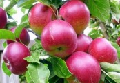 গাছ চিনুনঃ আপেল