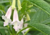 গাছ চিনুনঃ তিল গাছ