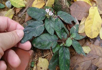 বুড়িগুয়াপান