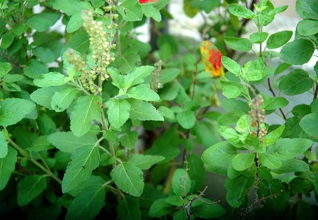 গাছ চিনুনঃ তুলসী