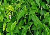চুল পড়া বন্ধ করতে চিরতা