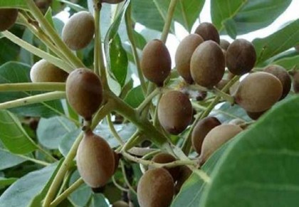 আমাশয় সমস্যা সমাধানে বহেড়া