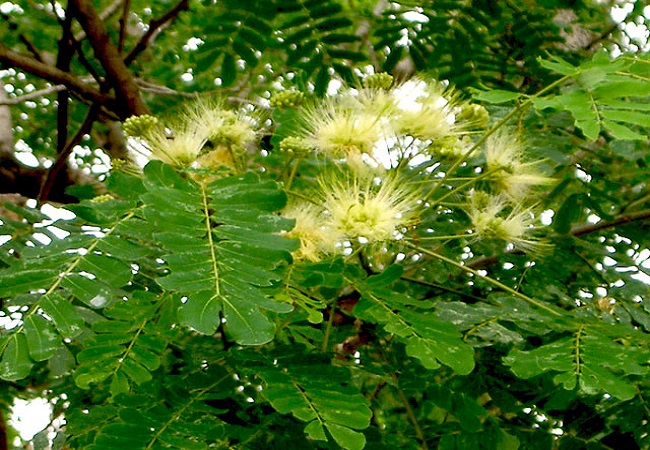 গাছ চিনুনঃ শিরীষ