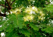 গাছ চিনুনঃ শিরীষ