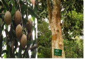 গাছ চিনুনঃ চালমুগরা
