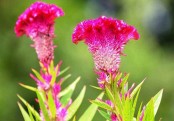 গাছ চিনুনঃ মোরগফুল