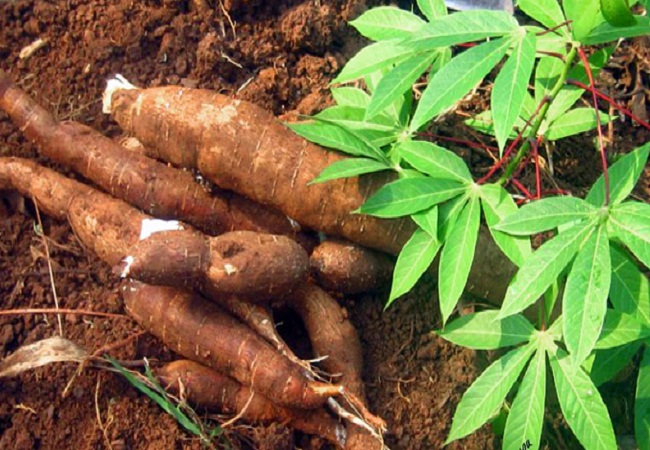 গাছ চিনুনঃ কাসাভা