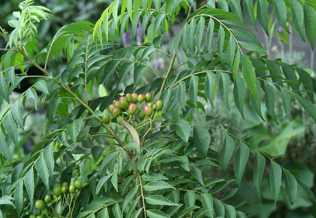 গাছ চিনুনঃ কারিপাতা