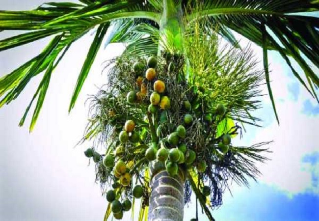 গাছ চিনুনঃ সুপারি