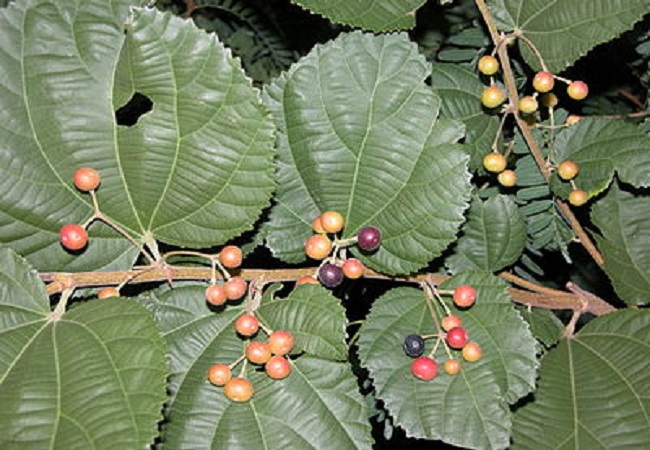 গাছ চিনুনঃ ফলসা