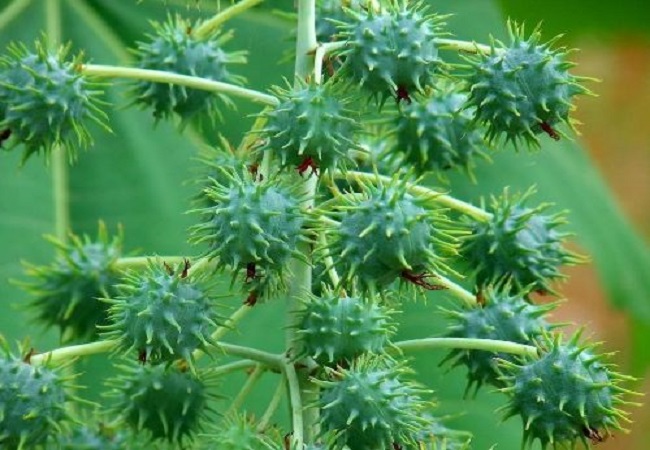 গাছ চিনুনঃ রেড়ি