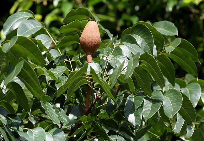 গাছ চিনুনঃ মেহগনি