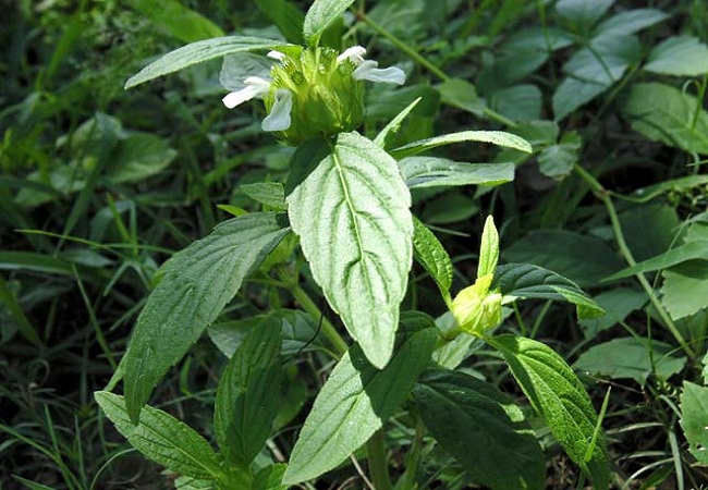 গাছ চিনুনঃ ঘলঘসিয়া