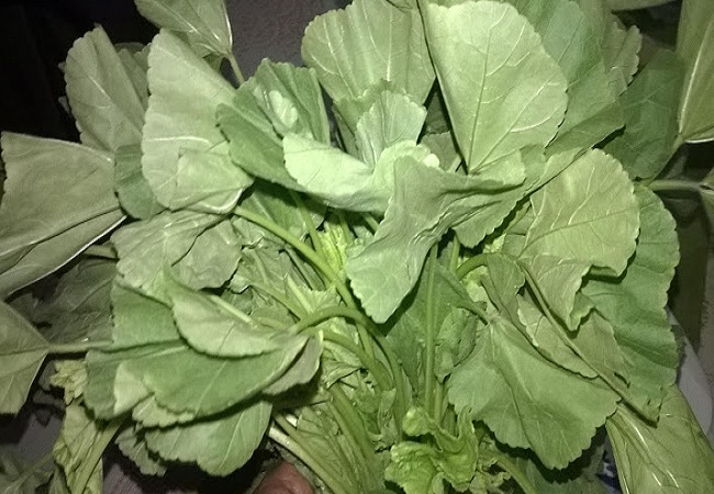 গাছ চিনুনঃ নাপা শাক