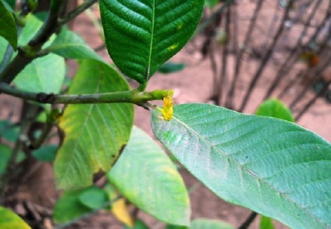 গাছ চিনুনঃ হিং
