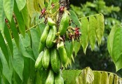 গাছ চিনুনঃ বিলিম্বি