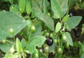 গাছ চিনুনঃ কাকমাচী