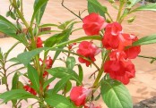 গাছ চিনুনঃ দোপাটি